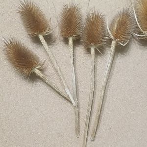Accents - Textured stems Accents - Textured stems